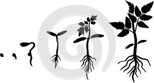 Life cycle of tomato plant.