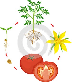 Life cycle of tomato plant.