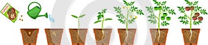 Life cycle of tomato plant.