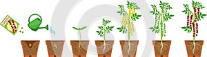 Life cycle of tomato plant.