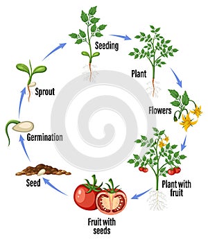 Life cycle of a tomato plant diagram