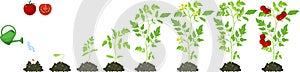 Life cycle of tomato plant. Stages of growth from seed and sprout to adult plant with red fruits