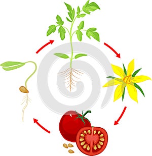 Life cycle of tomato plant. Stages of growth from seed and sprout to adult plant and ripe red fruits