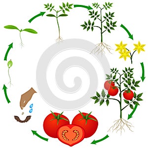 Life cycle of a tomato plant on a white background.