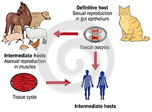 Life cycle of toxoplasma photo