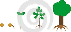 Life cycle of tree with root system. Plant growth stage from seed to tree