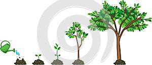 Life cycle of tree: from seed to large green tree. Stages of growth