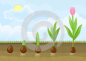 Life cycle of tulip plant. Stages of growth from bulb to adult flowering plant