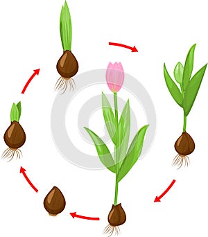 Life cycle of tulip plant. Stages of growth from bulb to adult flowering plant