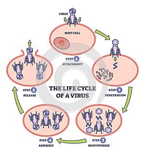 Life cycle of virus infection with development process stages outline diagram