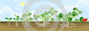 Life cycle of watermelon plant. Stages of watermelon growth from seed to adult plant with fruits