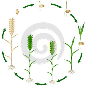 Life cycle of a wheat plant plant on a white background.