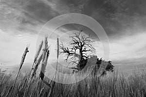 Life and death captured in a pictorial and creative image of fairytale landscape in Linstow Germany