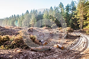 Life and Death contrast - Cut down trees next to living forest