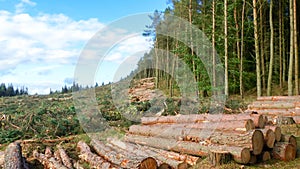 Life and Death contrast - Cut down trees next to living forest