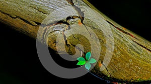 Life after death : sprout on a dead tree trunk submerged in dirty water