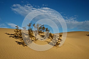 Life on the Dune