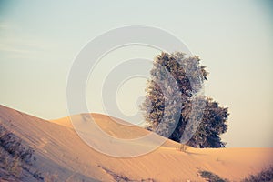 Life ecology solitude concept - lonely green tree in desert dunes.