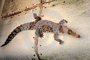 Life on the farm crocodiles. Philippines.