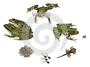 Life of frog
