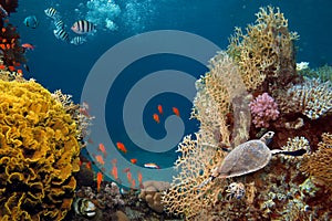 Life-giving sunlight underwater. Sun beams shinning underwater on the tropical coral reef.