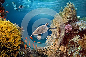 Life-giving sunlight underwater. Sun beams shinning underwater on the tropical coral reef.