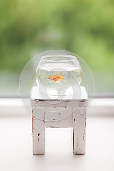 Life of a goldfish, fulfills desires, an aquarium on a white stool,