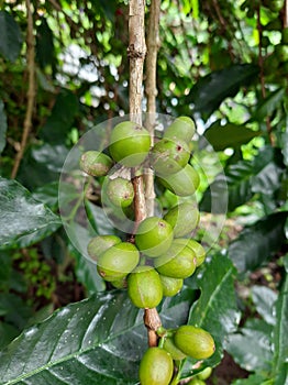 A life of green coffebean