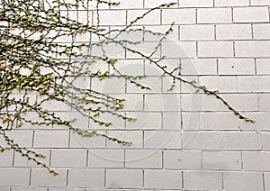 Life Growing on a Brick Wall