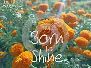 Life inspirational motivational quote - Born to shine. On background of the sunlight touch the marigold flower plants garden.