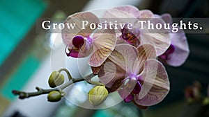 Life inspirational motivational quote - Grow positive thoughts. Spring quotes. On beautiful purple orchid flower.