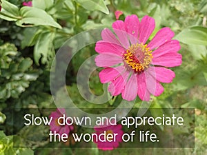 Life inspirational motivational quote - Slow down and appreciate the wonder of life. With pink zinnia flower in the garden.