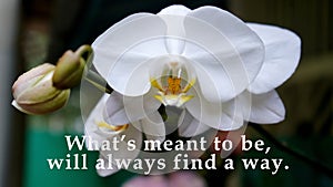 Life inspirational motivational quote - What\'s meant to be, will always find a way. With white orchid flower blossom.