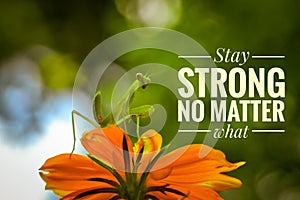 Life Inspirational Quotes - Stay stronger no matter what