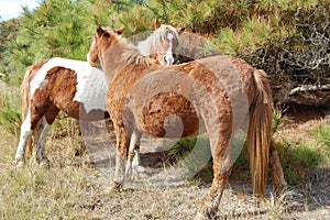 Life on the Isle, Wild Horses, Wildlife of Assateague Island