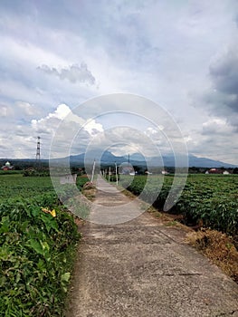 cool rice fields under the foot of the mountain