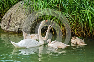 Swan family eats green reeds on lake, big stone in water photo