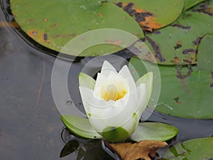 Life in the lake water lily water flower plants photo