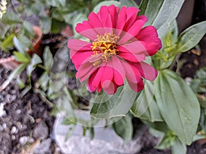 Life is like a flower, everything will bloom in time