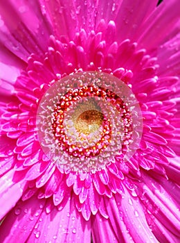 Life is like a pink flower with beautiful stamens