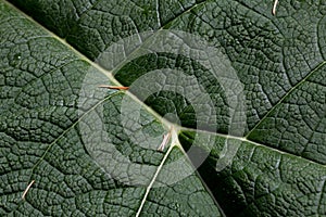 Life lines - close up of Giant Rhubarb leaf