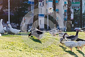 Life in modern city - geese walk on lawn, in background urban infrastructure.