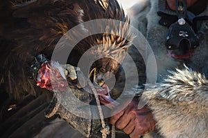 Life Of Mongolian Nomads.Large Hunting Berkut Tearing Its Beak And Claws A Bone With Raw Meat From The Hands Of His Master.Hunting photo