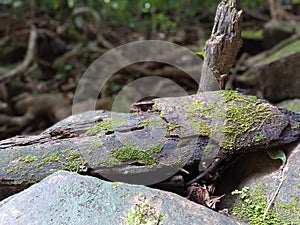 Life of Moss in the Damp Forest in Borneo