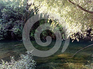 River in forest,dawn, daylight