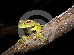 Life over the trees: amphibia