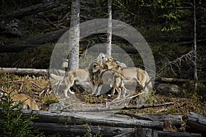 Life in the pack of wolves.