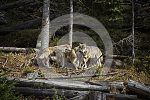 Life in the pack of wolves.