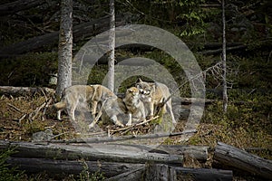 Life in the pack of wolves.