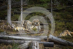 Life in the pack of wolves.